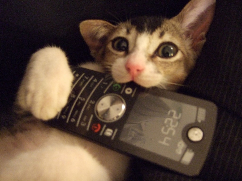 cat_phone